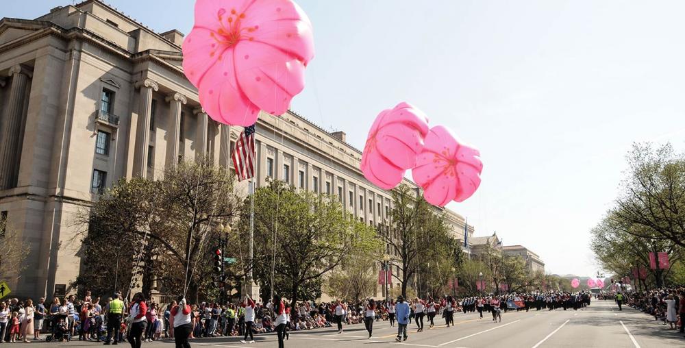 Cherry Blossom Festival Pparade with cherry floats