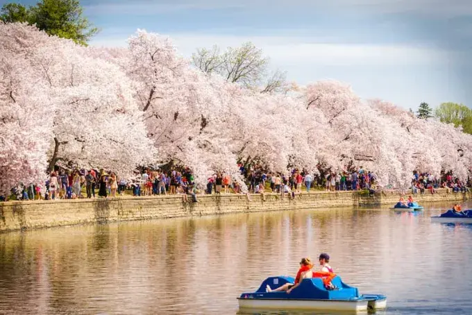 Cherry blossoms